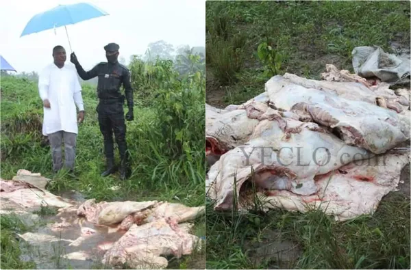 Abattage clandestin de porcs, bœufs en Côte d’Ivoire: de la viande de porc et des poulets saisis