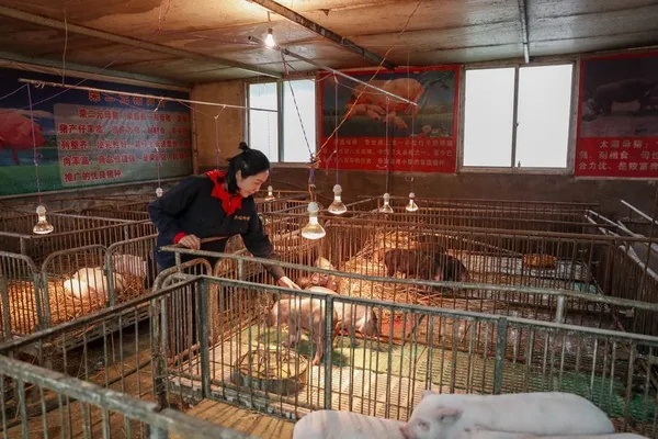 Les prix du porc en Chine augmentent fin mai – Actualités 04/06/2020