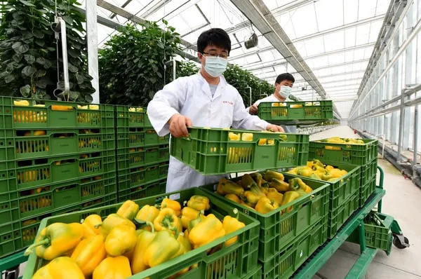(COVID-19) Chine : le Hebei signale deux nouveaux cas locaux confirmés – Actualités 18/06/2020