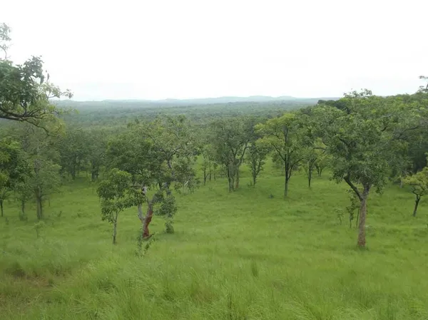 L’OIPR accentue la lutte contre l’orpaillage clandestin au sein parc national de la Comoé – Actualité ivoirienne 09/06/2020