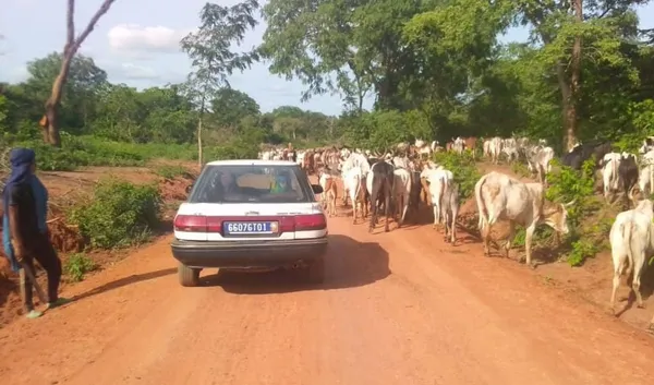Des usagers de la piste Niakara-Tortiya déplorent la récurrente présence de bovins sur la voie – Actualité ivoirienne 09/06/2020