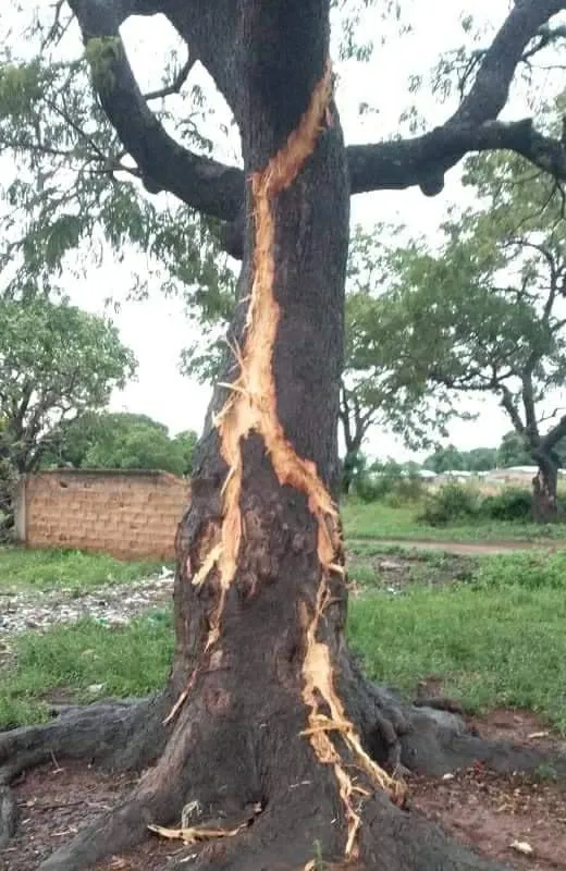 La foudre dans un arbre au Groupe scolaire Soba de Tafiré – Actualité ivoirienne 10/06/2020
