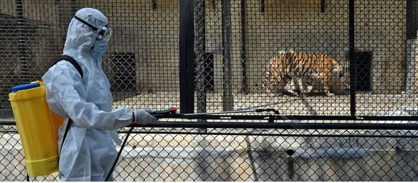 Covid-19 : la contamination des animaux et la contribution des vétérinaires, urgence de la prise en compte d’un chainon négligé (Etude) – Actualité ivoirienne 10/06/2020