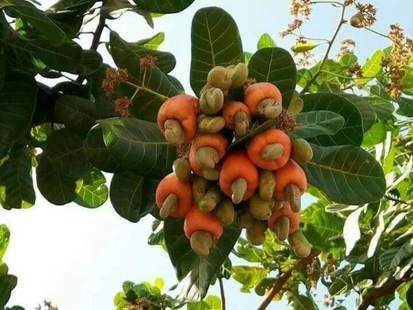 La localité de Bondoukou va disposer d’une zone industrielle pour la transformation de l’anacarde – Actualité ivoirienne 25/06/2020
