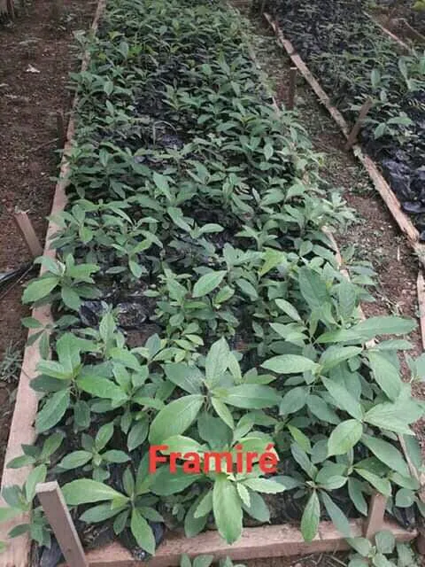 Une opération de planting d’arbres organisé à dans un village de Bongouanou – Actualité ivoirienne 25/06/2020