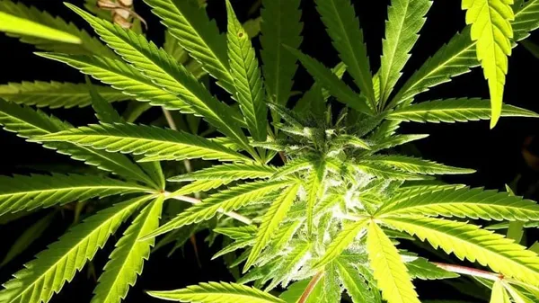 La police marocaine saisit plus de cinq tonnes de cannabis au Sahara occidental – Actualité ivoirienne 29/06/2020