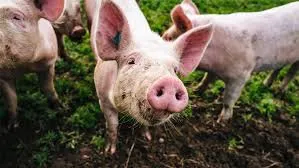 Un virus de grippe porcine capable de provoquer une nouvelle pandémie découvert en Chine – Actualité ivoirienne 30/06/2020