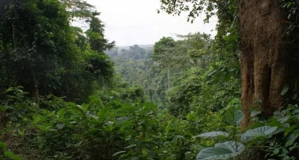 Côte d’Ivoire : un couple meurt dans une forêt à Bangolo