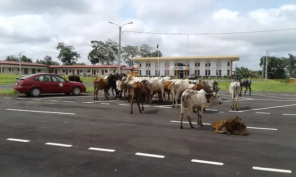 Tiassalé : un réseau de voleurs de bétail démantelé