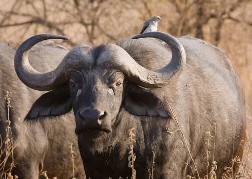 Côte d’Ivoire : un animal féroce blesse un paysan à Oumé