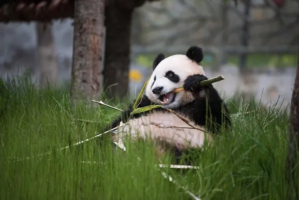Chine : création d’un tribunal pour la protection des pandas géants – Actualités 03/07/2020