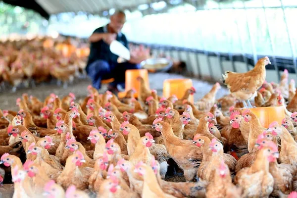 La Chine fermera progressivement tous les marchés de volaille vivante – Actualités 03/07/2020
