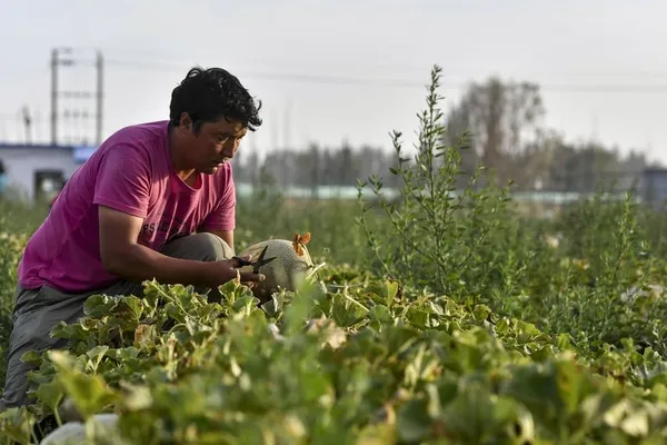 (COVID-19) Le Xinjiang signale 17 nouveaux cas confirmés – Actualités 20/07/2020