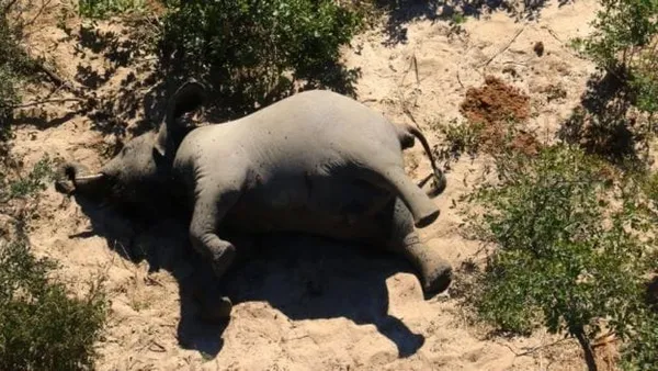 Des centaines d’éléphants retrouvés morts au Botswana – Actualité ivoirienne 02/07/2020