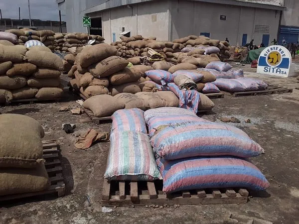 Les producteurs d’anacarde d’Odienné retrouvent le sourire après des instants d’incertitudes  – Actualité ivoirienne 08/07/2020