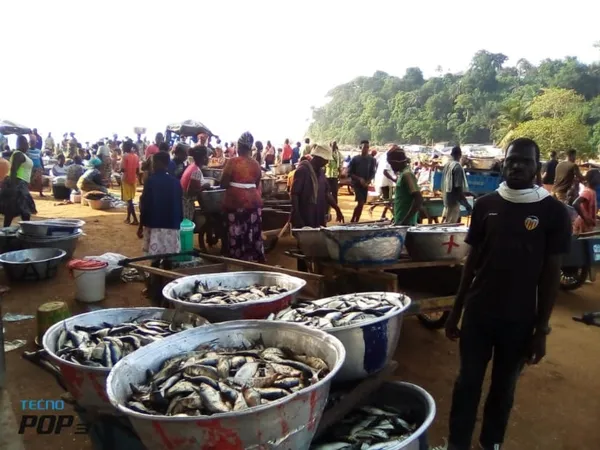 Début de la saison de pêche à Sassandra – Actualité ivoirienne 14/07/2020