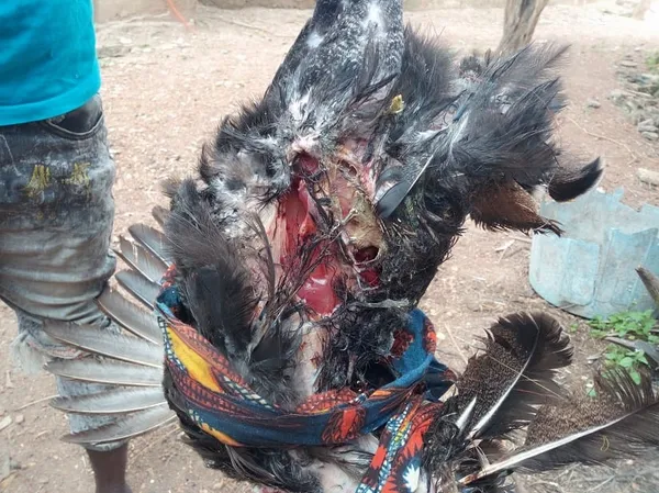Des chiens errants s’attaquent aux fermes et aux basses-cours domestiques à Ferké – Actualité ivoirienne 15/07/2020