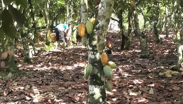 Des coopératives agricoles sollicitent un accompagnement pour la création de nouvelles plantations de cacao à cause du “swollen shoot” – Actualité ivoirienne 16/07/2020
