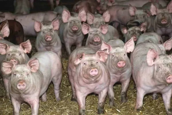 Peste porcine africaine : la FAO et l’OIE s’engagent dans la lutte
