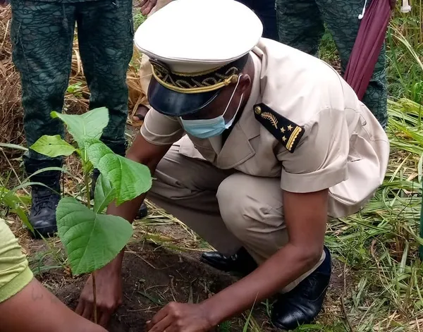 Près de 300 arbres plantés dans le département de M’Bahiakro – Actualité ivoirienne 26/07/2020