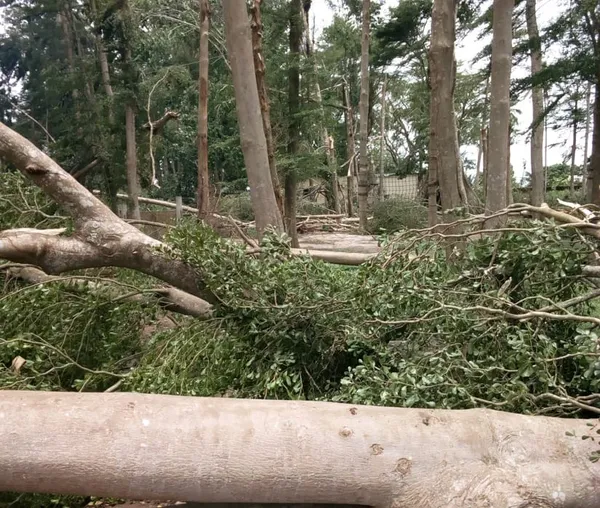 Opération “Un jour, 5 millions d’arbres” : Mobilisation autour du projet dans plusieurs localités du pays – Actualité ivoirienne 27/07/2020