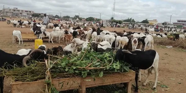 Tabaski 2020: Bouaké fête sans moutons