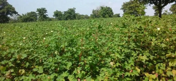 Des producteurs de Niakara saluent la réforme de la filière coton – Actualité ivoirienne 31/07/2020
