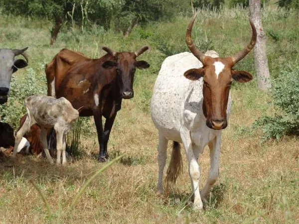 Le Mali répond à Ouattara et arrête de vendre ses bœufs et moutons  à la Côte d’Ivoire