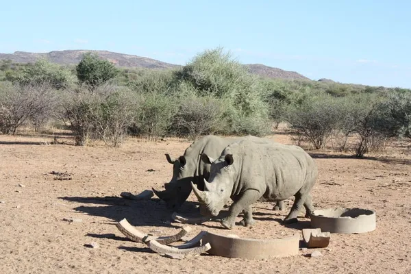 Namibie : 17 rhinocéros et 2 éléphants victimes du braconnage depuis janvier – Actualités 04/08/2020