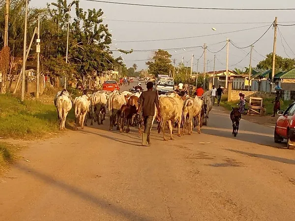 Des populations préoccupées par la divagation des boeufs à Dimbokro – Actualité ivoirienne 03/08/2020
