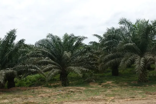 Filière palmier à huile : des coopératives sollicite le gouvernement