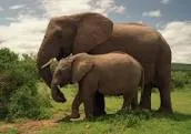 Sikensi : des éléphants détruisent des champs