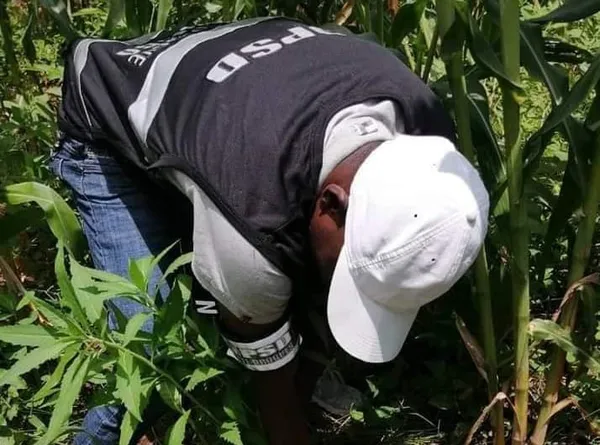 Trafic de drogue en Côte d’Ivoire : la police détruit un hectare de cannabis à Prikro