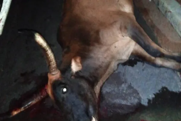 Kani : un instituteur grièvement blessé dans une collision avec un bœuf