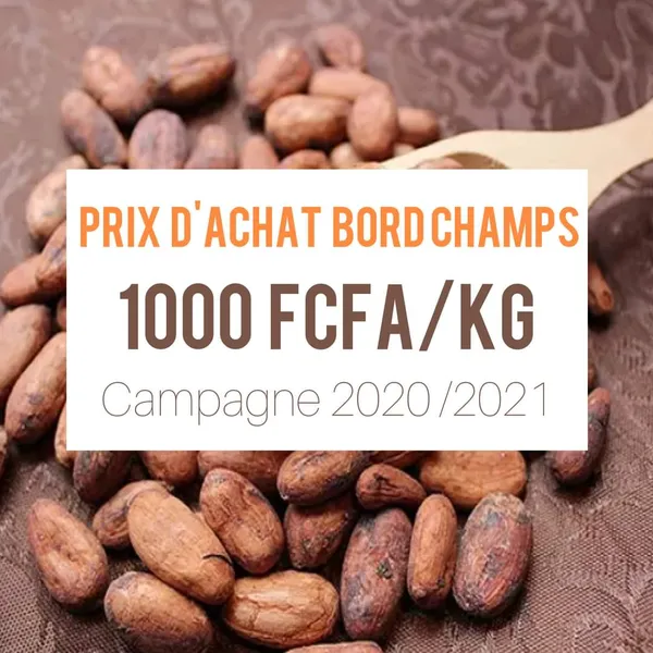 Côte d’Ivoire : Les prix du Cacao et de l’hévéa grimpent à la veille de la présidentielle