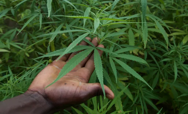 Burkina : destruction de deux champs de drogue