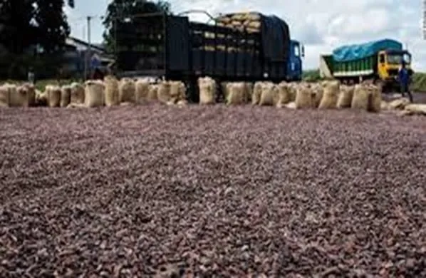 Le prix du cacao pour la campagne 2020-2021 annoncé ce 1er octobre 2020