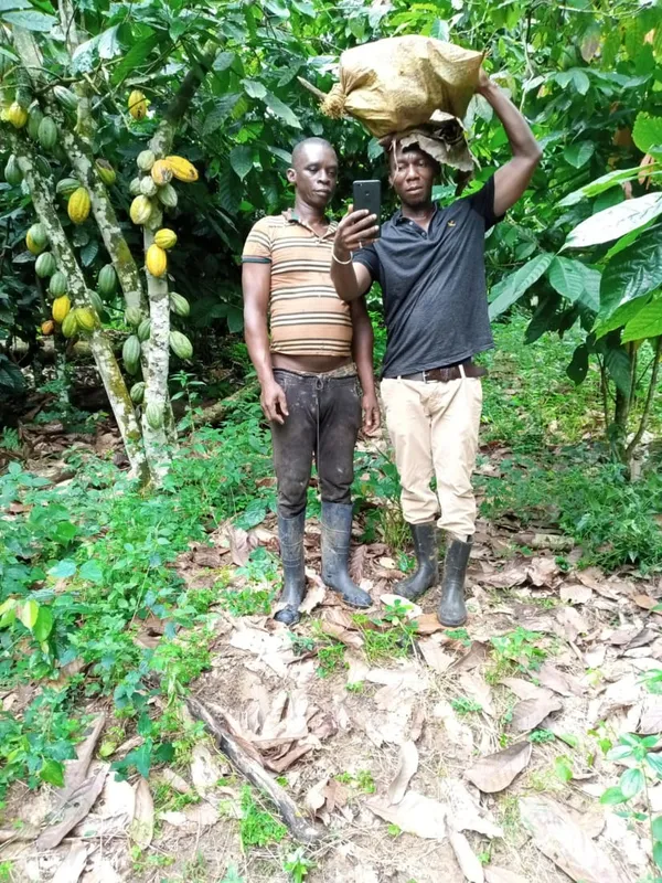 Des planteurs de cacao de Touleupleu appellent à un climat de apaisé – Actualité ivoirienne 20/10/2020