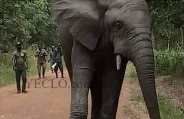L’éléphant Hamed fait encore des dégâts à Dabakala et à Bouaké : voici les mesures prises par Donwahi