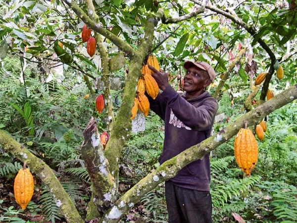 « Que deviennent les producteurs de cacao sous Ouattara ? »