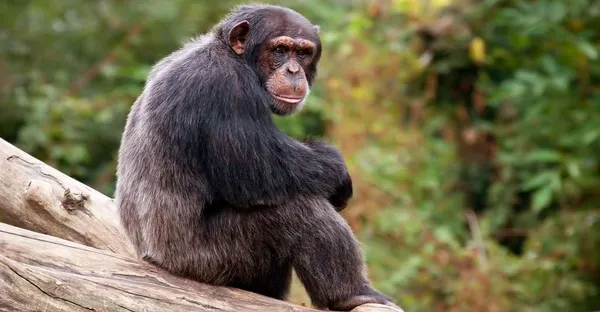 Côte d’Ivoire : une femme tuée par un chimpanzé, son bébé épargné