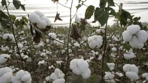 Bientôt un documentaire sur “White Gold Serie” le 9 novembre