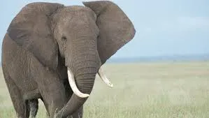 Daloa : un éléphant sème la terreur à Biga