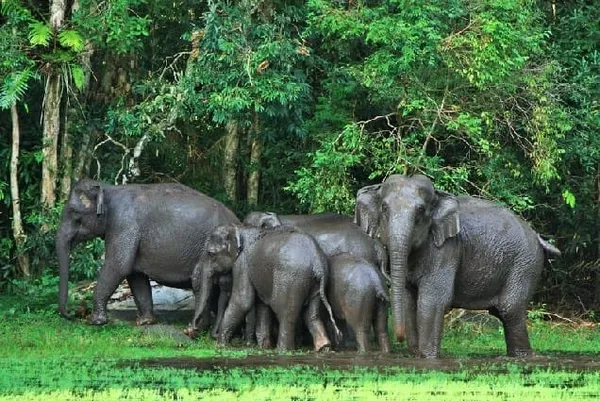 Le parc national de Taï menacé par l’orpaillage et le braconnage (OIPR) – Actualité ivoirienne 15/11/2020