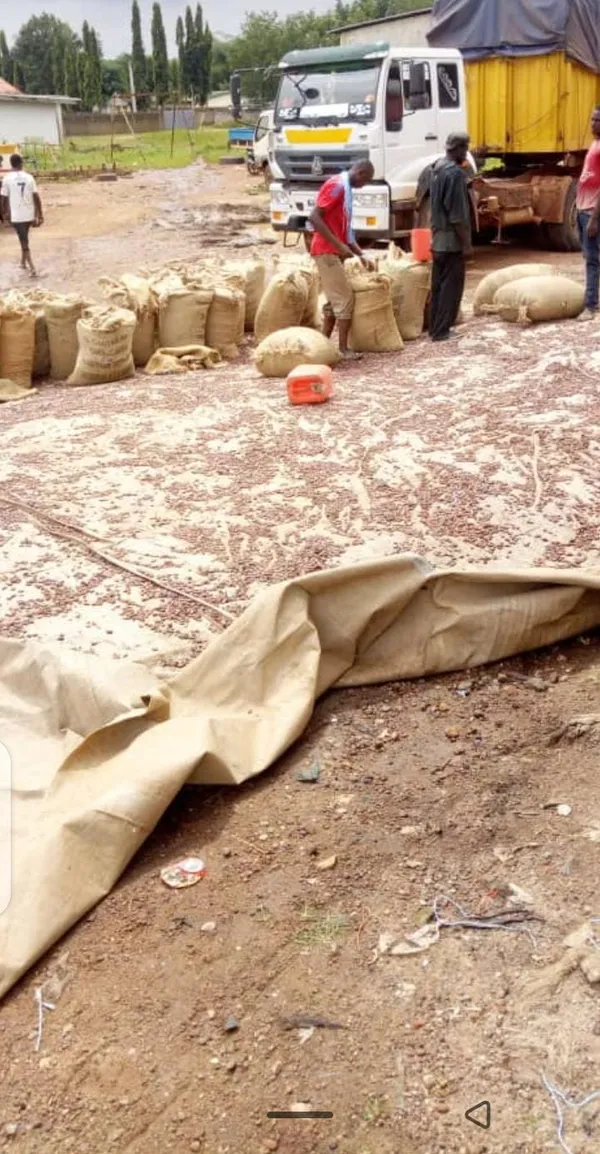Filière cacao : les producteurs confrontés à des difficultés à Taï