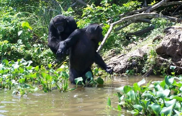 Sipilou : un chimpanzé tue une femme dans la forêt classée