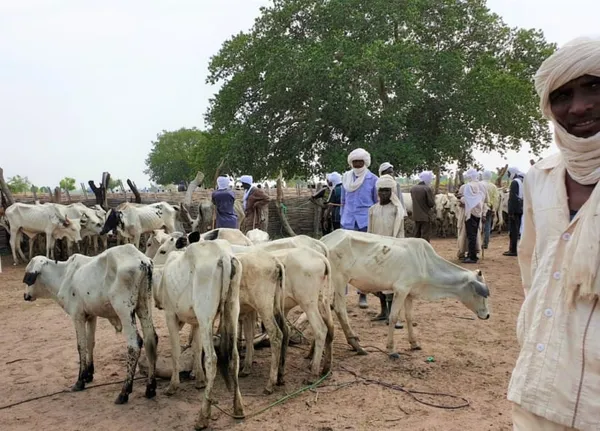 Un bilan tragique de la transhumance au Togo – Actualité ivoirienne 27/11/2020