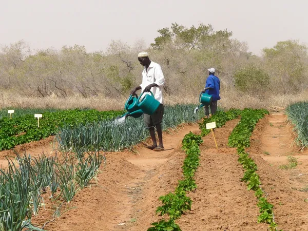 Elevage et l’agriculture au Niger : la Banque Atlantique scelle un partenariat