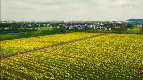 Les chrysanthèmes contribuent à augmenter les revenus et ornent l’environnement dans le village de Shanlian – Actualités 19/12/2020