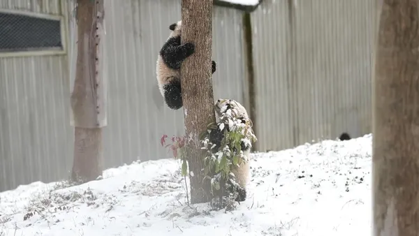 Les pandas géants jouent dans la neige dans le sud-ouest de la Chine – Actualités 19/12/2020